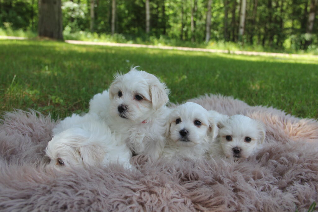 Family Dog Puppies