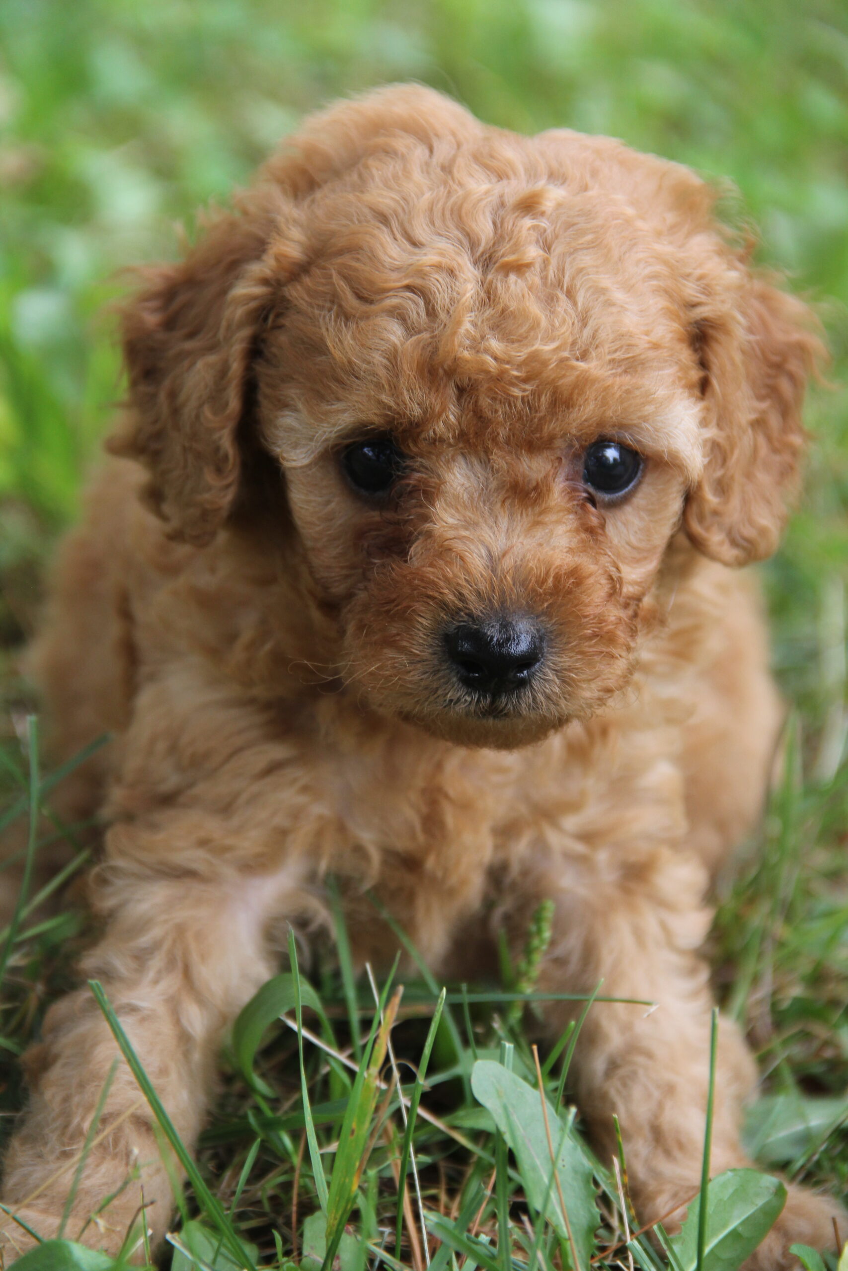 Murphy Male Red Toy Poodle Akc