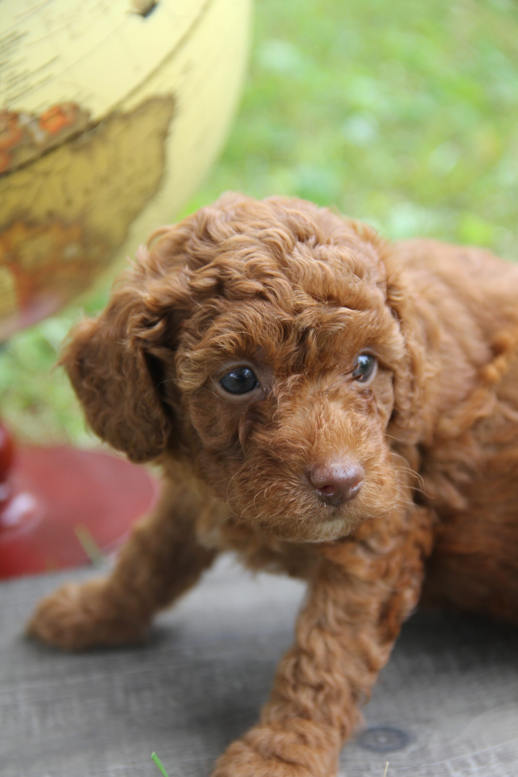 Toy Poodle - Training Course on Toy Poodle
