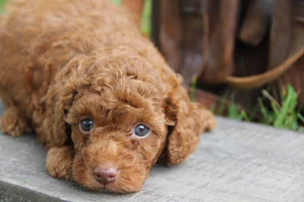 Mia -Female Red Toy Poodle. Akc | Family Dog Puppies