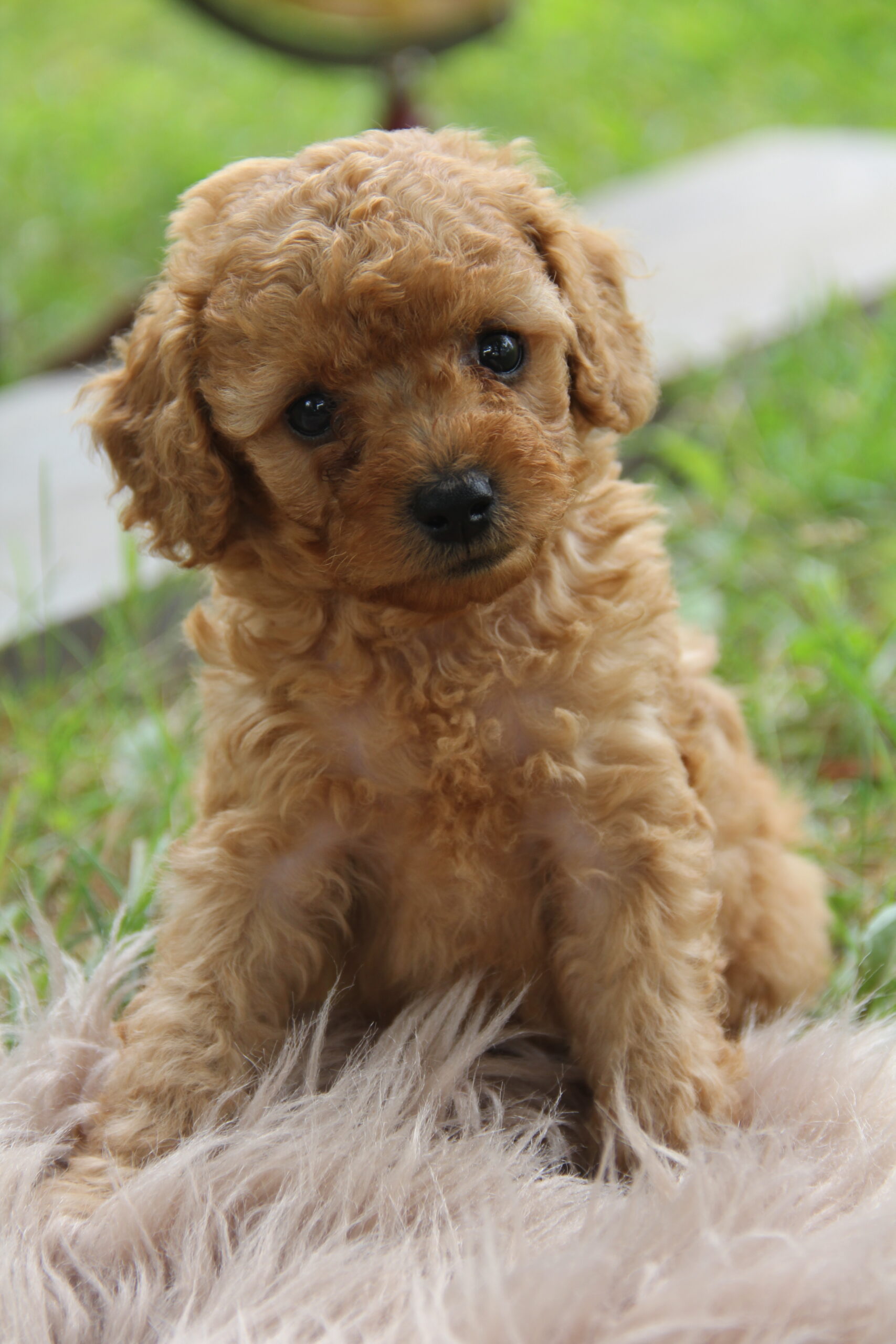 Bro Male Red Toy Poodle Akc