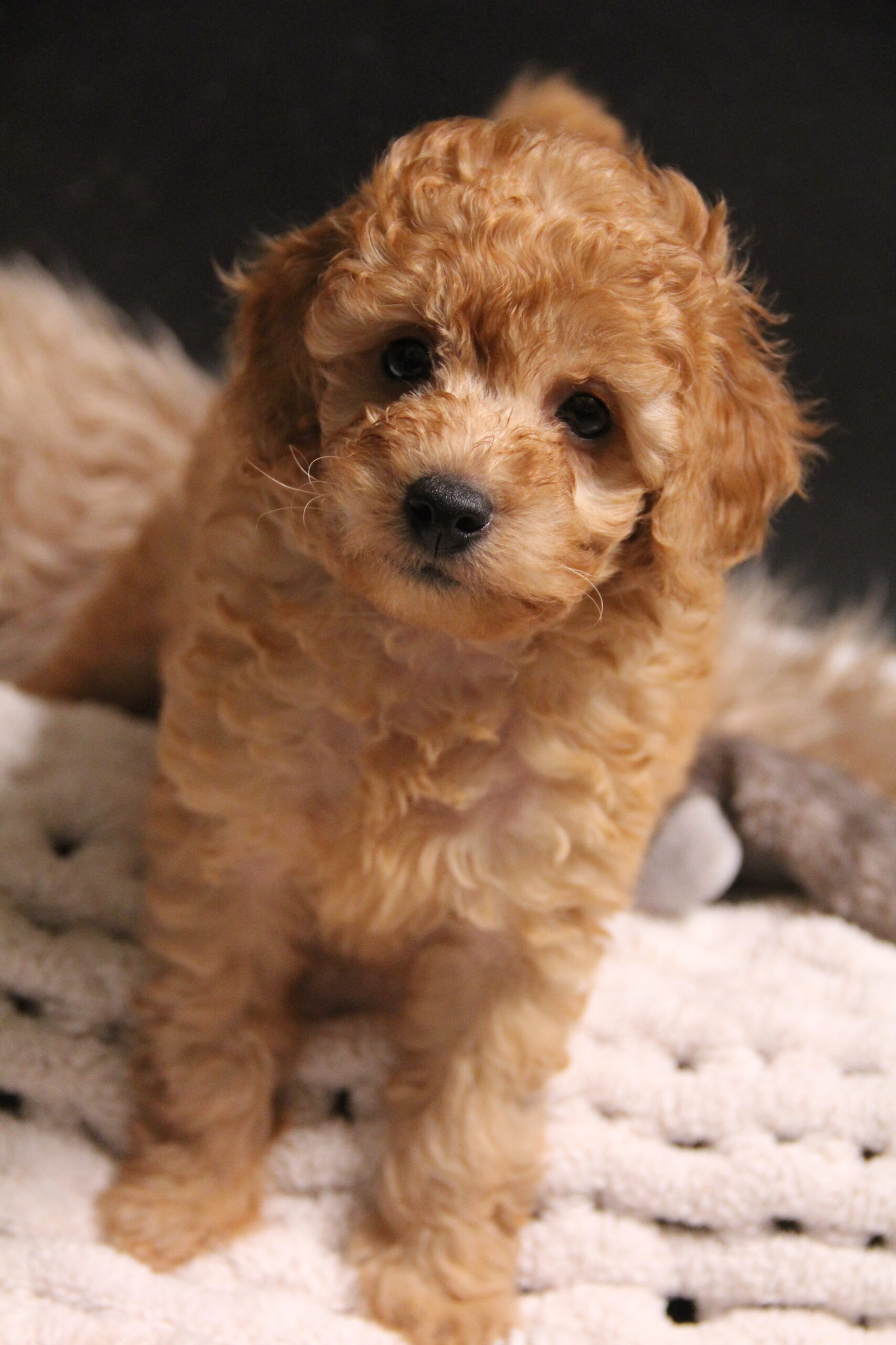 Prince Male Toy Poodle Family Dog