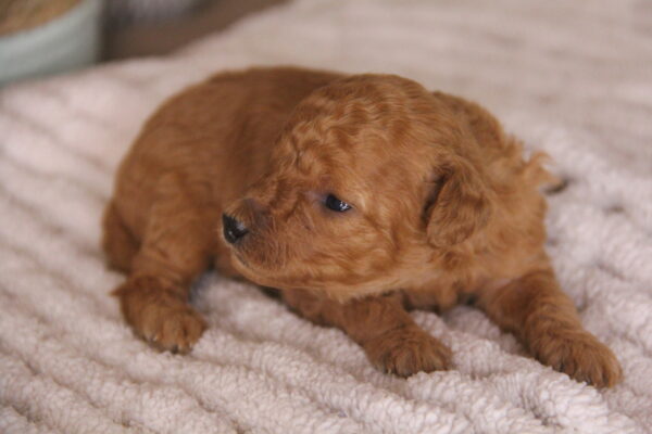 Jax -Male Red Toy Poodle.