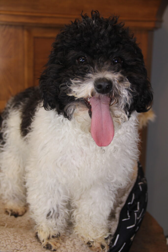 Amelia Earhart (Black and White Toy Poodle)