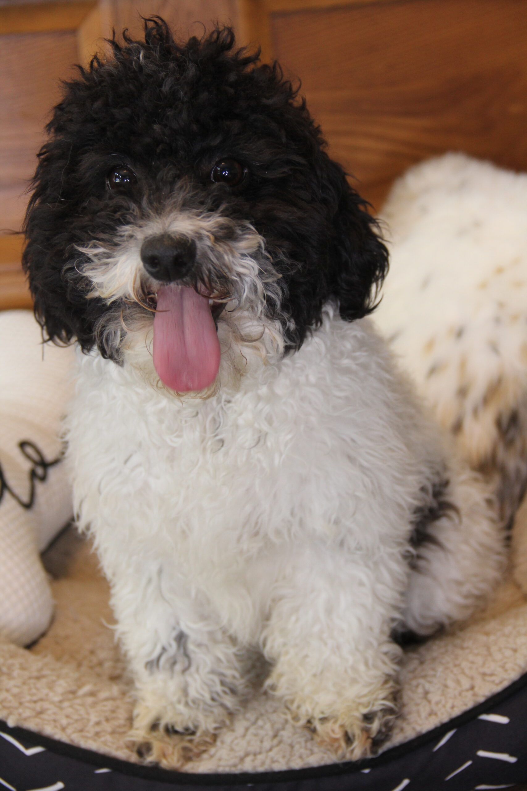 Amelia Earhart (Black and White Toy Poodle)