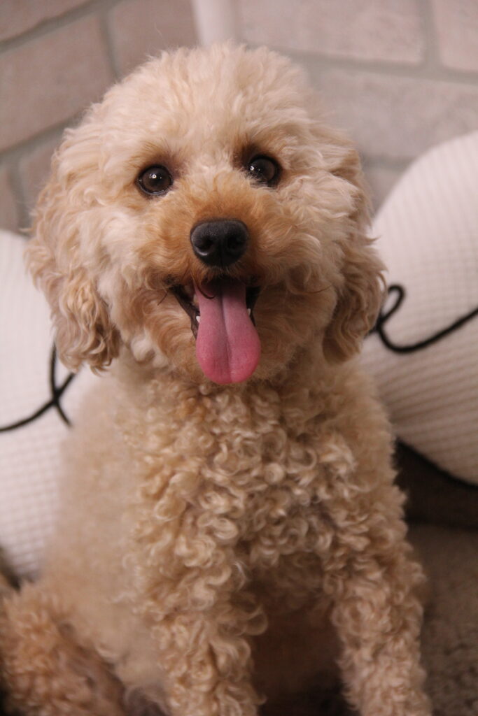 Annie Oakley (Red Toy Poodle)