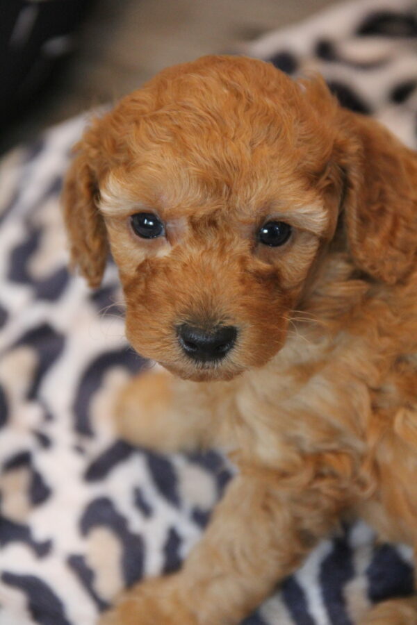 Jax -Male Red Toy Poodle.