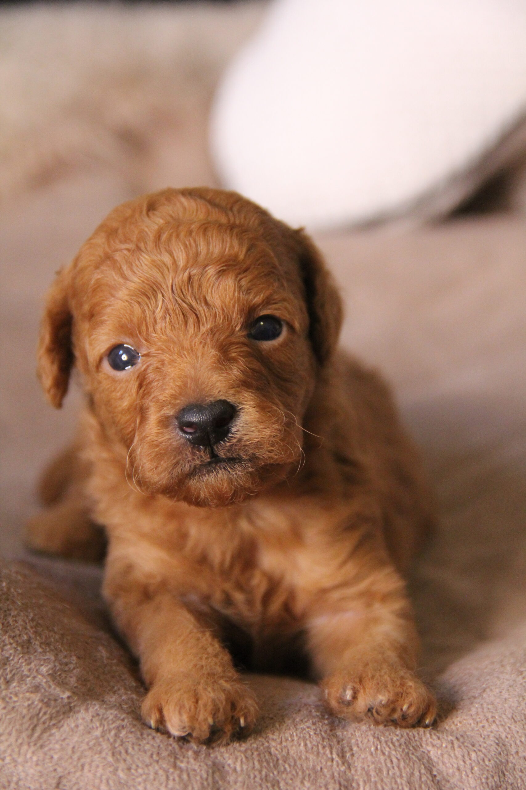 Duke Male Red Toy Poodle Family Dog