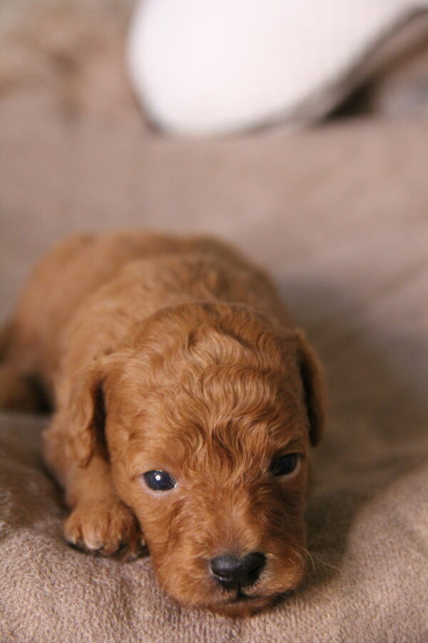 Duke -Male Red Toy Poodle