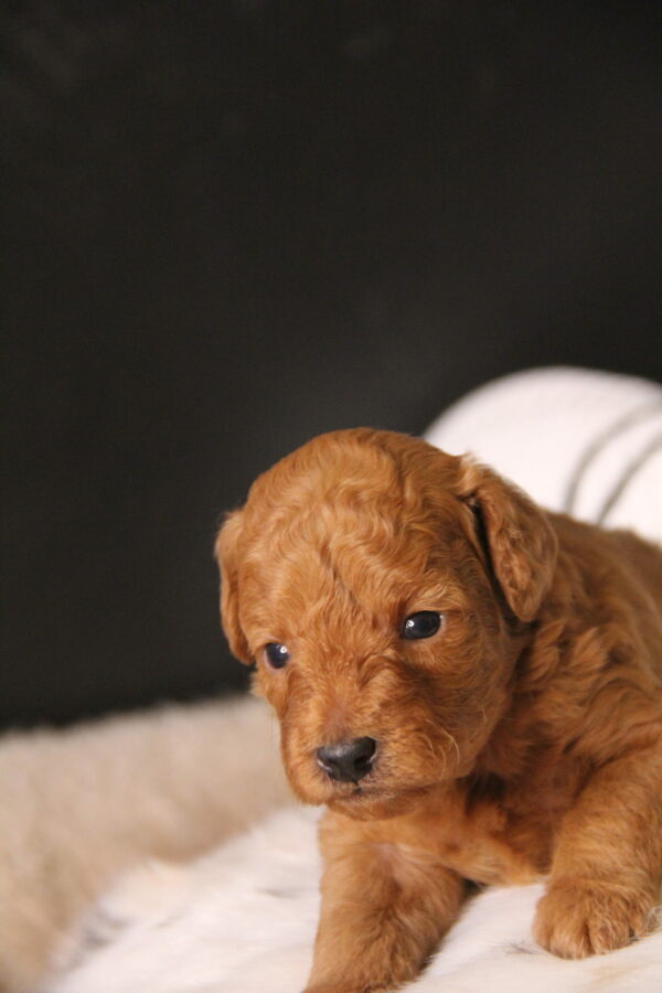 Bandit -Male Red Toy Poodle