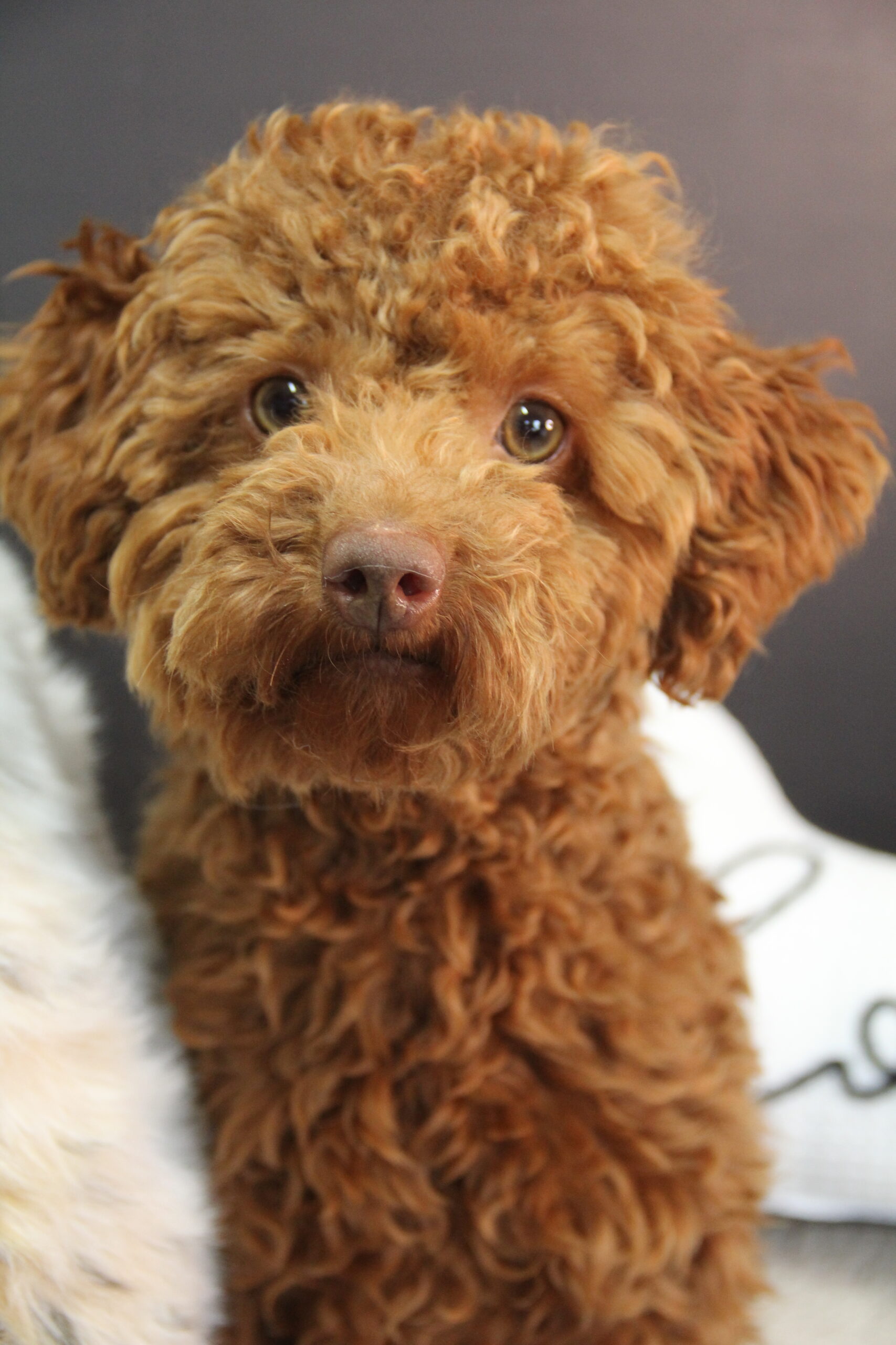 Pearl Hart (Red Toy Poodle)