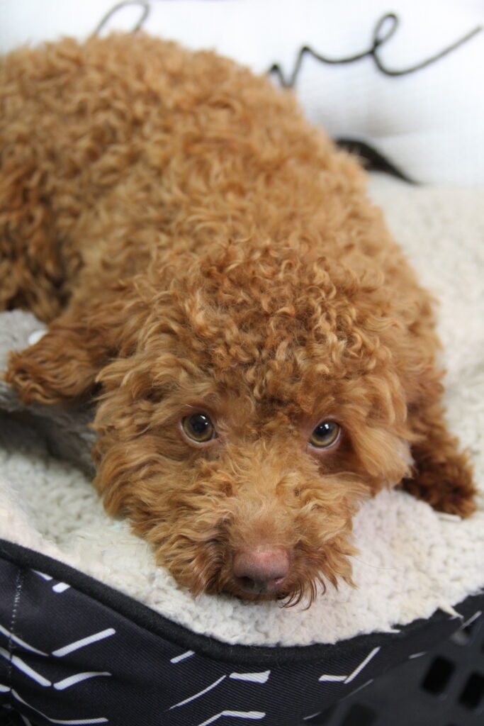 Pearl Hart (Red Toy Poodle)