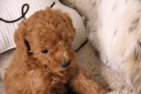 Duke -Male Red Toy Poodle