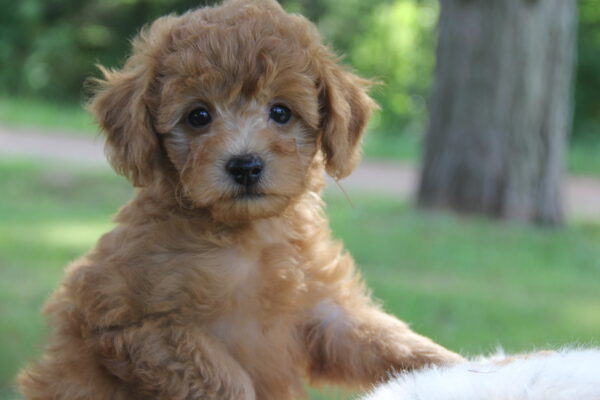 Bandit -Male Red Toy Poodle