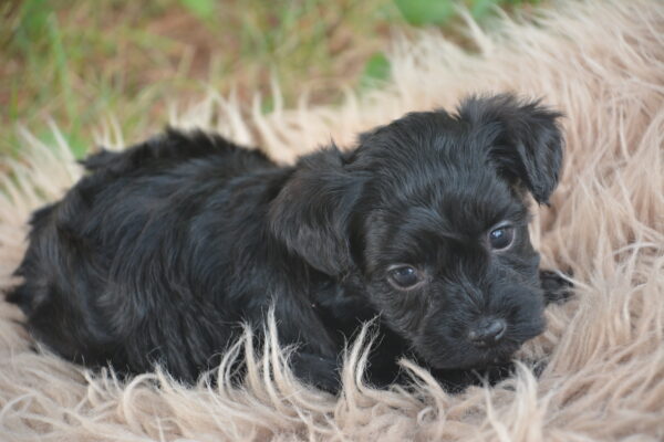 Bentley -Male Yorkiepoo Toy puppy
