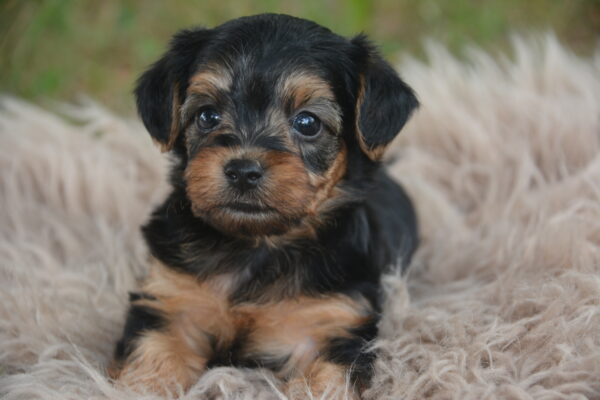 Bentley -Male Yorkiepoo Toy puppy