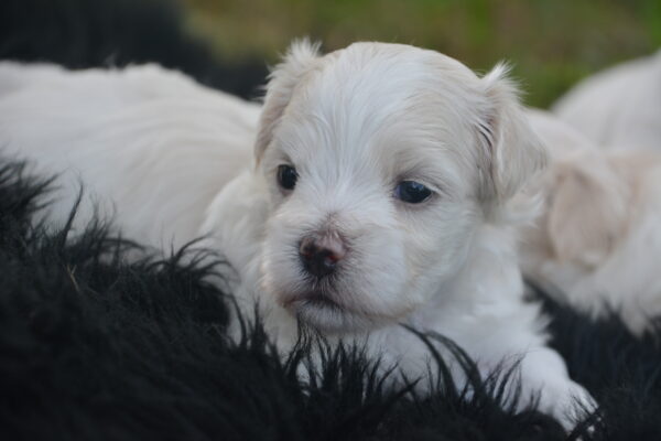 Chase -Male Maltese Puppy
