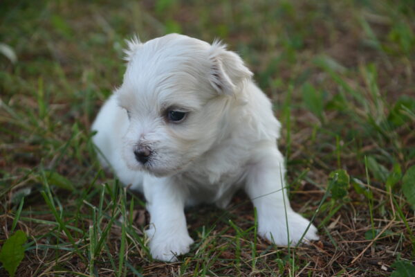 Winston -Male Maltese Puppy
