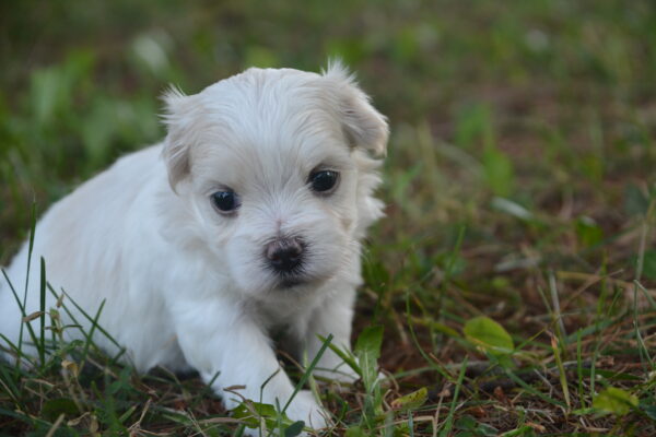 Winston -Male Maltese Puppy