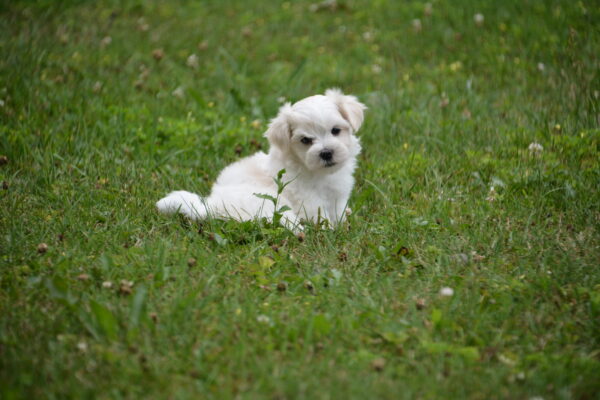 Chase -Male Maltese Puppy