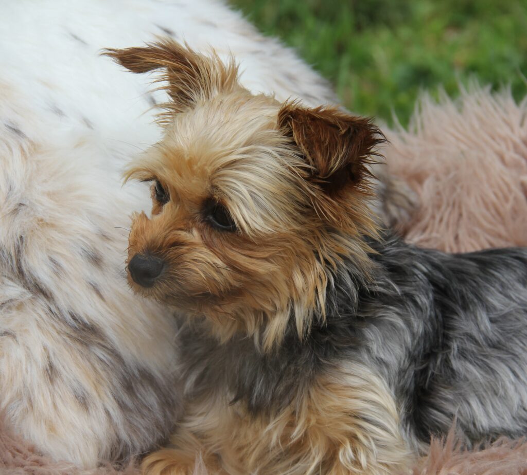 Cleopatra (Female Yorkshire Terrier)