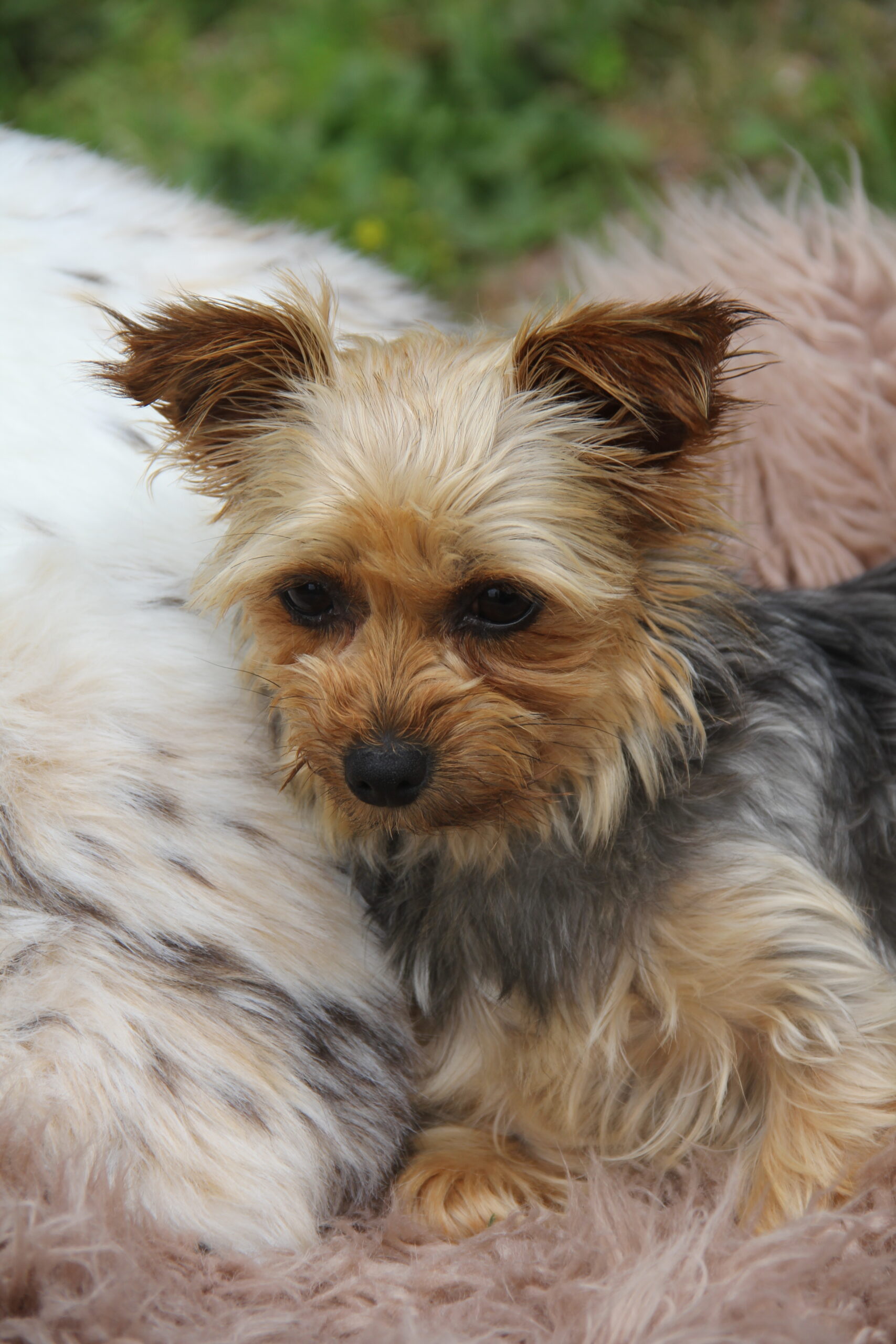 Cleopatra (Female Yorkshire Terrier)