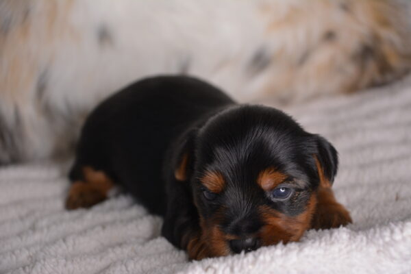 Buster -Male Yorkshire Terrier puppy