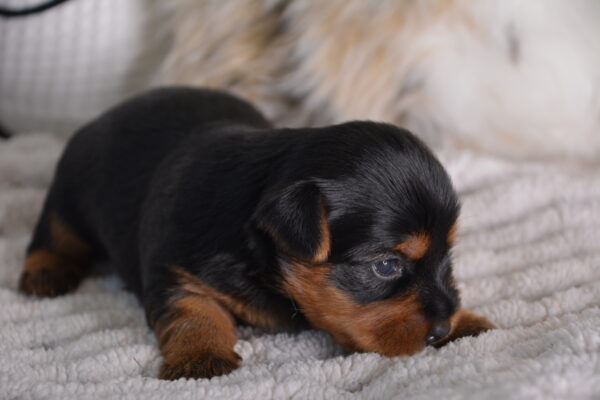 Thor II -Male Yorkshire Terrier