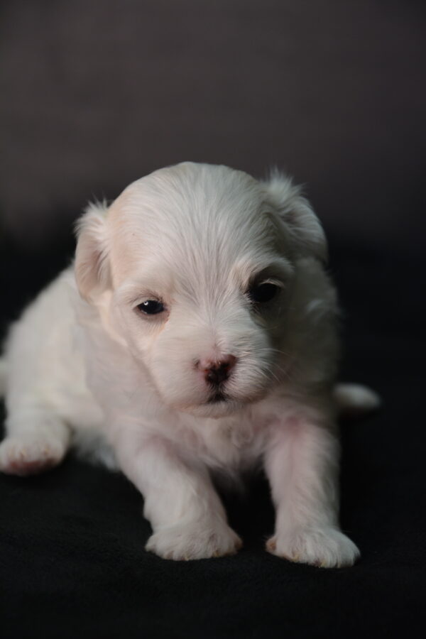 Ollie -Male Maltese puppy