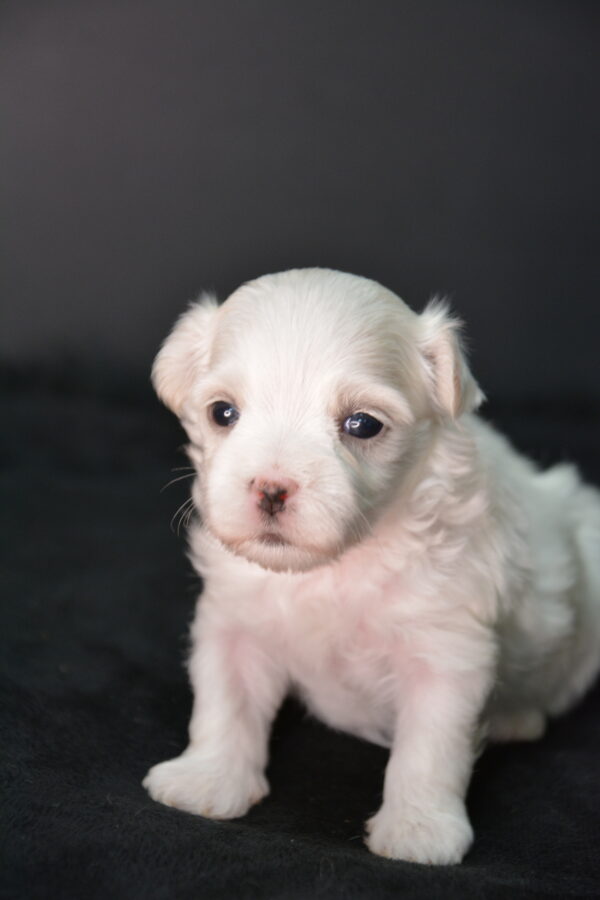 Ollie -Male Maltese puppy