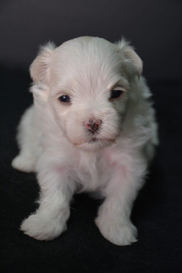 Orion -Male Maltese Toy Puppy