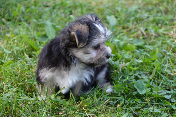Skye -Female Morkie Puppy