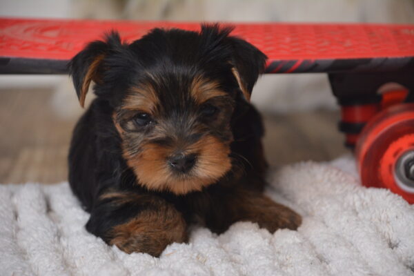 Max -Male Yorkshire Terrier