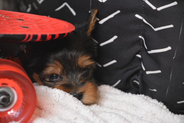 Max -Male Yorkshire Terrier