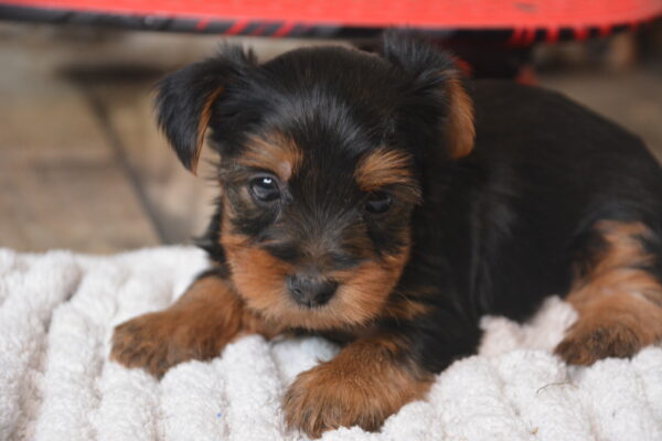 Baxter -Male Yorkshire Terrier puppy