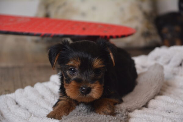 Buster -Male Yorkshire Terrier puppy