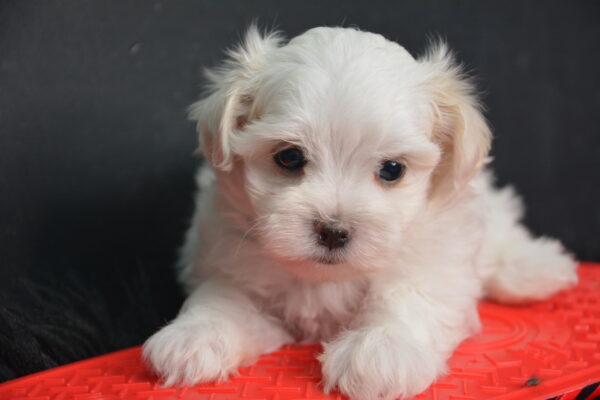 Orion -Male Maltese Toy Puppy
