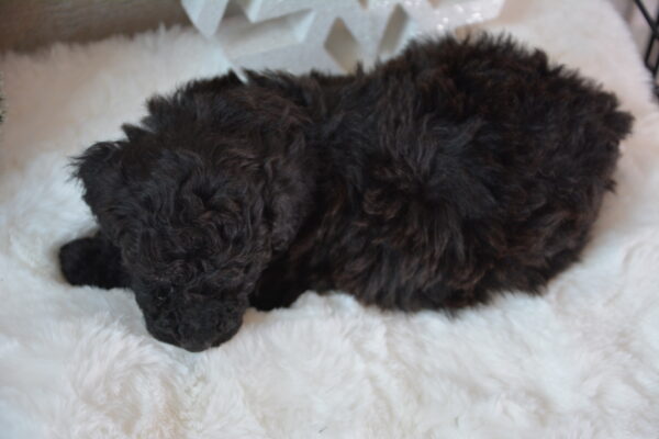 Pepper -Female Toy Poodle.