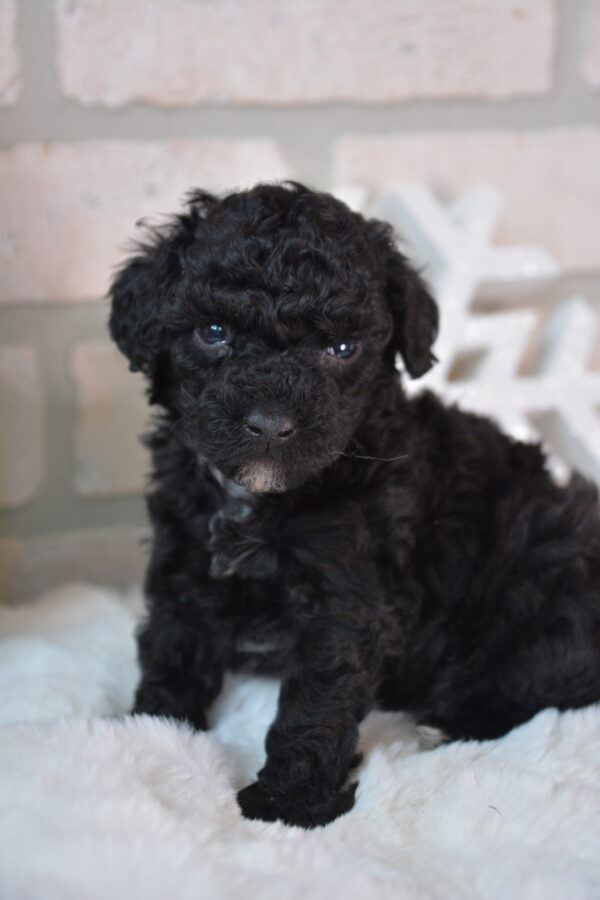 Lola -Female Black and White Toy Poodle.