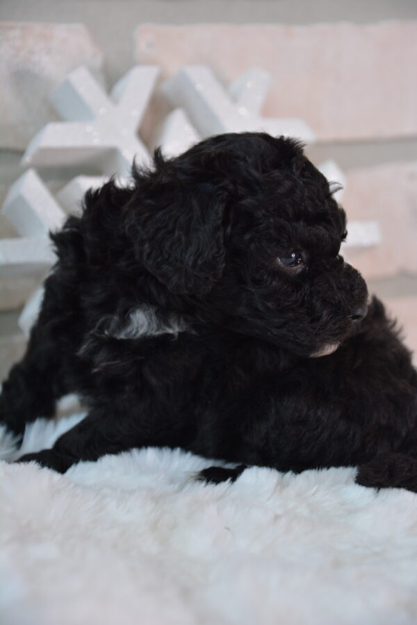 Lola -Female Black and White Toy Poodle.