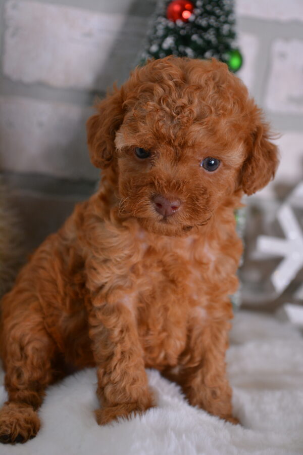 Spencer -Male Red Toy Poodle.