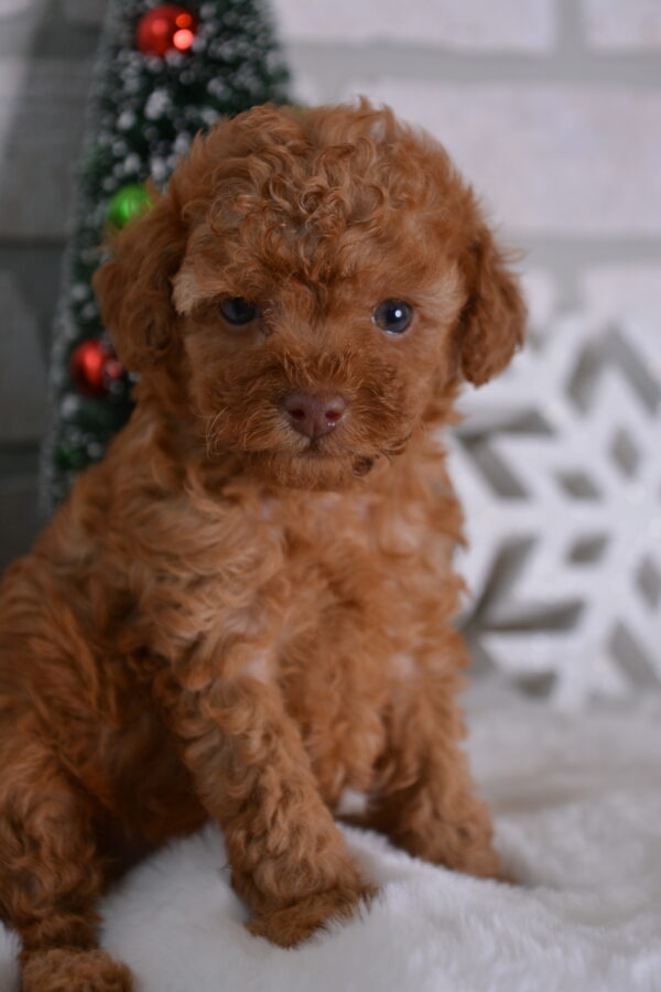 Spencer -Male Red Toy Poodle.