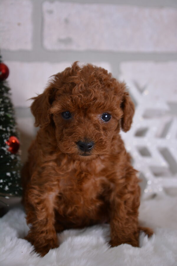 Missy -Female Red Toy Poodle.