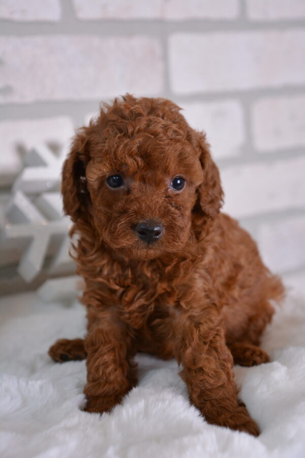 Missy -Female Red Toy Poodle.