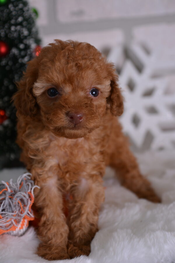 Fluffy -Female Red Toy Poodle.