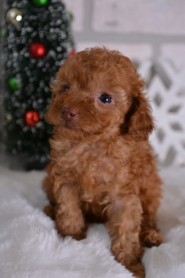 Fluffy -Female Red Toy Poodle.