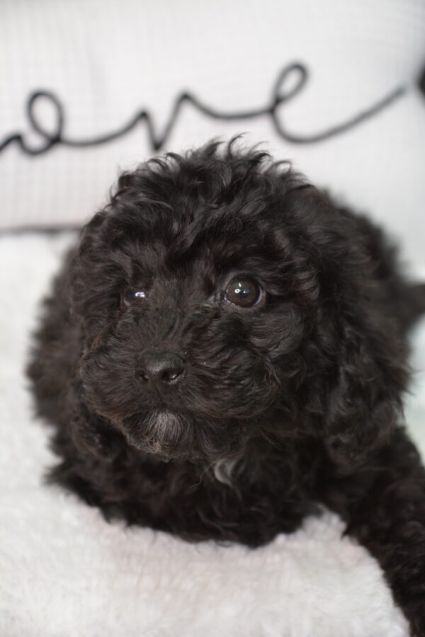Darcy -Male Toy Poodle.