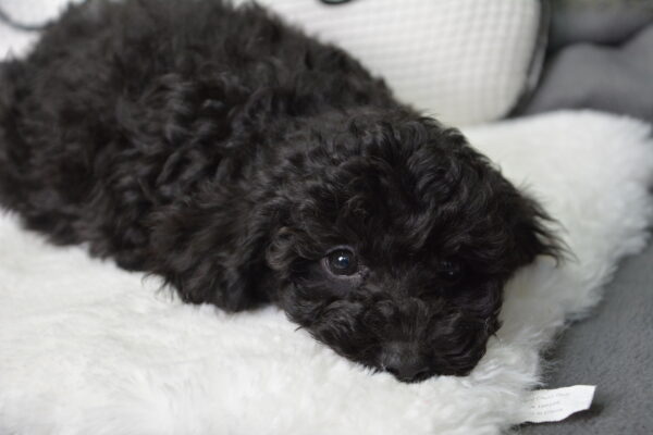 Darcy -Male Toy Poodle.
