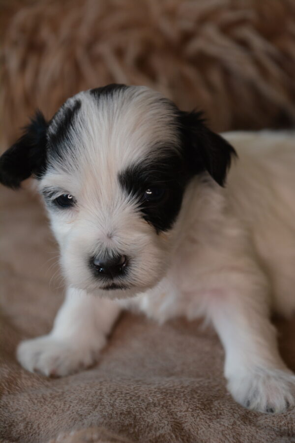 Reed -Male Maltipoo puppy