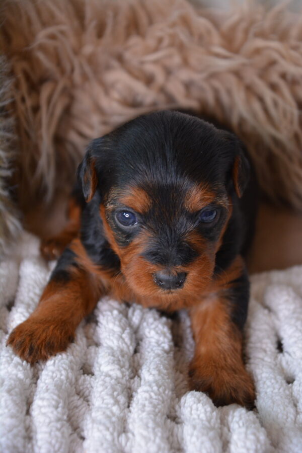 Sophie -Female Yorkiepoo puppy